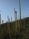 IMG_3750
