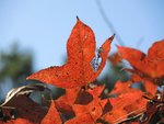 DSCN5874