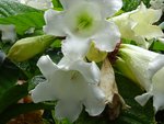 DSC00118