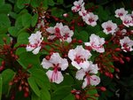 DSC00119