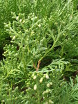 P3061299