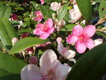 P5150678