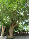 P5220774