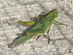 PB200453