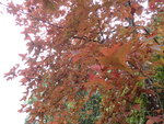 P1150778