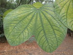 P1150786
