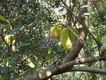 P1220816