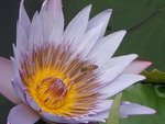 P4091256