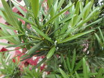 P4222913