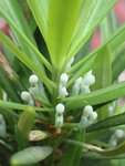 P4222919