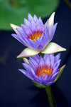 WETLAND PARK003