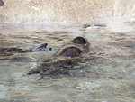 Sea Lion2