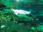 Turtle1