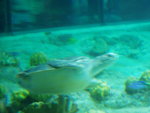 Turtle2
