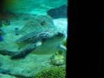 Turtle3