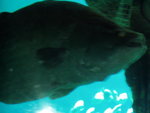 Big Fish1