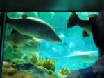 Big Fish3