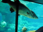 Big Fish4