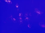 P1010201