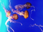 P1010209