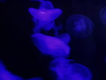P1010220