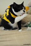 cat1