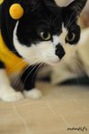 cat2