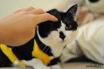 cat3