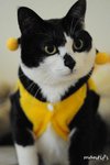 cat4