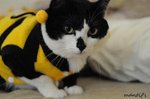 cat5