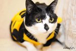 cat6