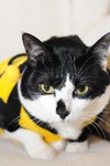 cat7