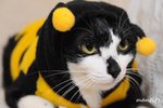 cat9