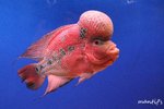 FISH1