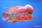 FISH2