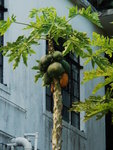 DSC04204