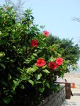 DSC04343