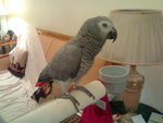 20060807005