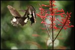 IMG_7081