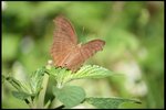 IMG_7412
