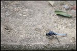 IMG_7435
