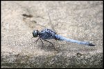 IMG_7441