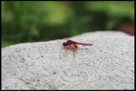 IMG_8818