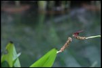 IMG_8877