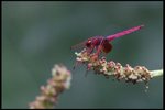 IMG_8878