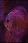 IMG_1052