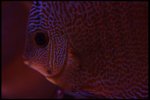 IMG_1090