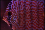 IMG_1096