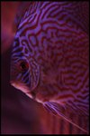 IMG_1110
