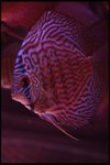 IMG_1114